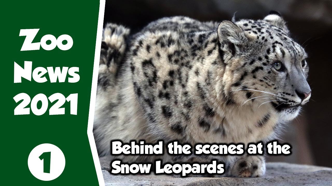Zoo News Update What's happening at the Zoo during Lockdown 2021