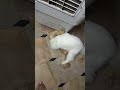 #music #pets #love #viral #crack # #song #explore #youtubeshorts #petlover #catvideos #foryou