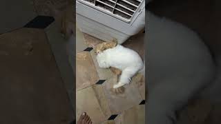 #music #pets #love #viral #crack # #song #explore #youtubeshorts #petlover #catvideos #foryou