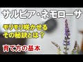 サルビア・ネモローサの育て方　大人気の宿根草はこうすればうまく行く！