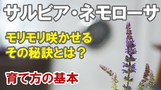 サルビア・ネモローサの育て方　大人気の宿根草はこうすればうまく行く！