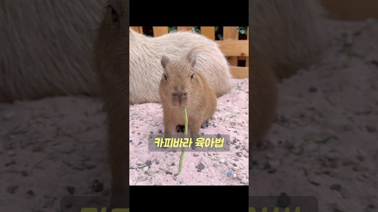 카피바라가 새끼를 돌보는 모습을 한마디로 요약하자면 '느긋함'이라고 할 수 있습니다. #동물 #animals
