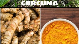 PHARMACOGNOSY OF CURCUMA/EASY screenshot 2