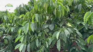 Bán Gấp 1,2 Hecta Cafe Đất Đỏ Bằng Phẳng, Suối Đá Bao Quanh. Ôm Đường Nhiều 0941.930.930