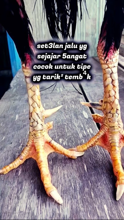 setelan jalu ayam untuk tipe tarik' tembak #ayambangkokindonesia #pakhoy #subscribe