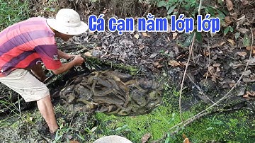Bắt cá cạn mùa khô - Cá nằm lớp lớp dưới đống lá
