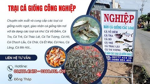 TRẠI CÁ GIỐNG CÔNG NGHIỆP 0977741415 TRẠI BÁN CUNG CẤP CÁ GIỐNG GIÁ RẺ UY TÍN TẠI ĐỒNG THÁP MIỀN TÂY