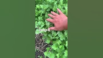 Hoa Cúc Giống Khánh Hòa A NHÀN Đại Đóa Pha Lê Giống Rễ Và Giống Mầm Trồng Chậu Xuất Bắc Nam