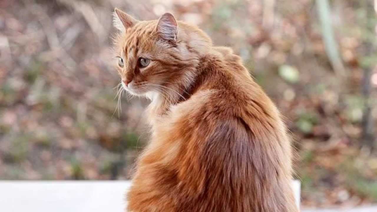 Бесхвостые Кошки Фото