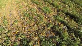 Aerial Views of Pumpkin Patch near Burnsville, NC