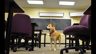 Study with me -(3 hours) 100 Days of Code Challenge - Day45