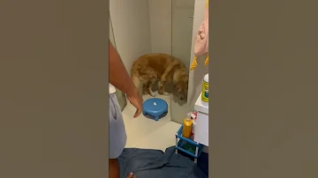 Dog Fights Dad To Avoid Bath Dog Dogs Dogshorts Doglife Dogdad Goldenretriever Shorts 