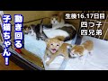 【生後16.17日目】もうこんな走れるの!?元気すぎる子猫ちゃんたち!!