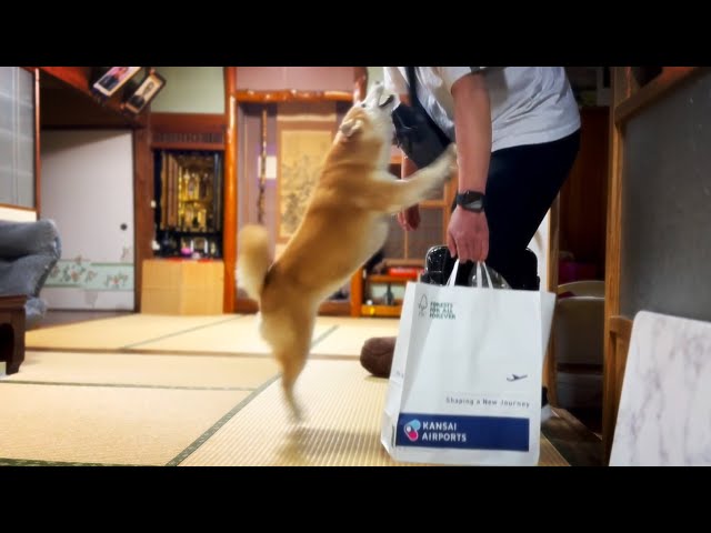 パパ帰宅！もも、嬉しすぎて若返った⁉︎ Momo So Happy to See Papa Back Home!