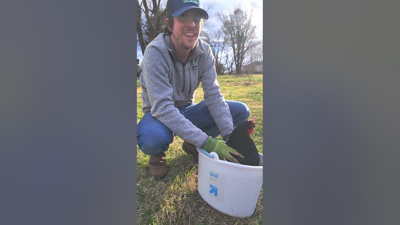 Giving my chickens an Epsom salt bath for vent gleet YouTube