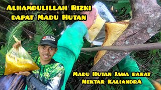 Rasa Capek Terbayar Ketemu Sarang Lebah | Panen Madu Hutan Terlezat #apisdorsata #lebah #jawabarat