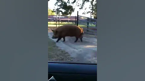 Massive Hog wandering AL neighborhood part II