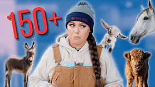 Every single animal on Running Springs farm in one video