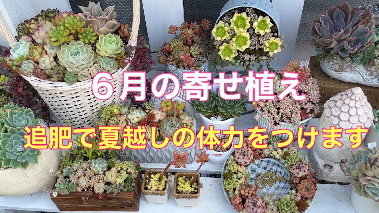 【Vlog164】６月の寄せ植え・追肥で夏越しの体力をつけます。