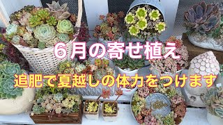 Vlog164】6月の寄せ植え・追肥で夏越しの体力をつけます。 - YouTube