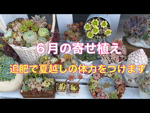Vlog164】6月の寄せ植え・追肥で夏越しの体力をつけます。 - YouTube
