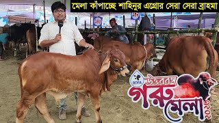 উওরবঙ্গ গরু মেলা কাঁপাচ্ছে শাহিনুর এগ্রো ফার্মে সুন্দর সুন্দর ব্রাহমা ষাঁড় বাচ্চা