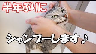 半年ぶりにシャンプーするサバトラの猫マロちゃん