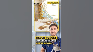 Easily remember brachial plexus nerve roots