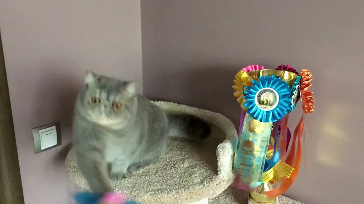 Watch the video about SOLD AS PET high Q amazing kitty MILLIONAIRE, blue mac tabby exotic shorthair, neutered,