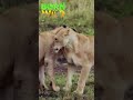 Mga buhay-ilang na makikita sa Maasai Mara National Reserve #shorts | Born To Be Wild
