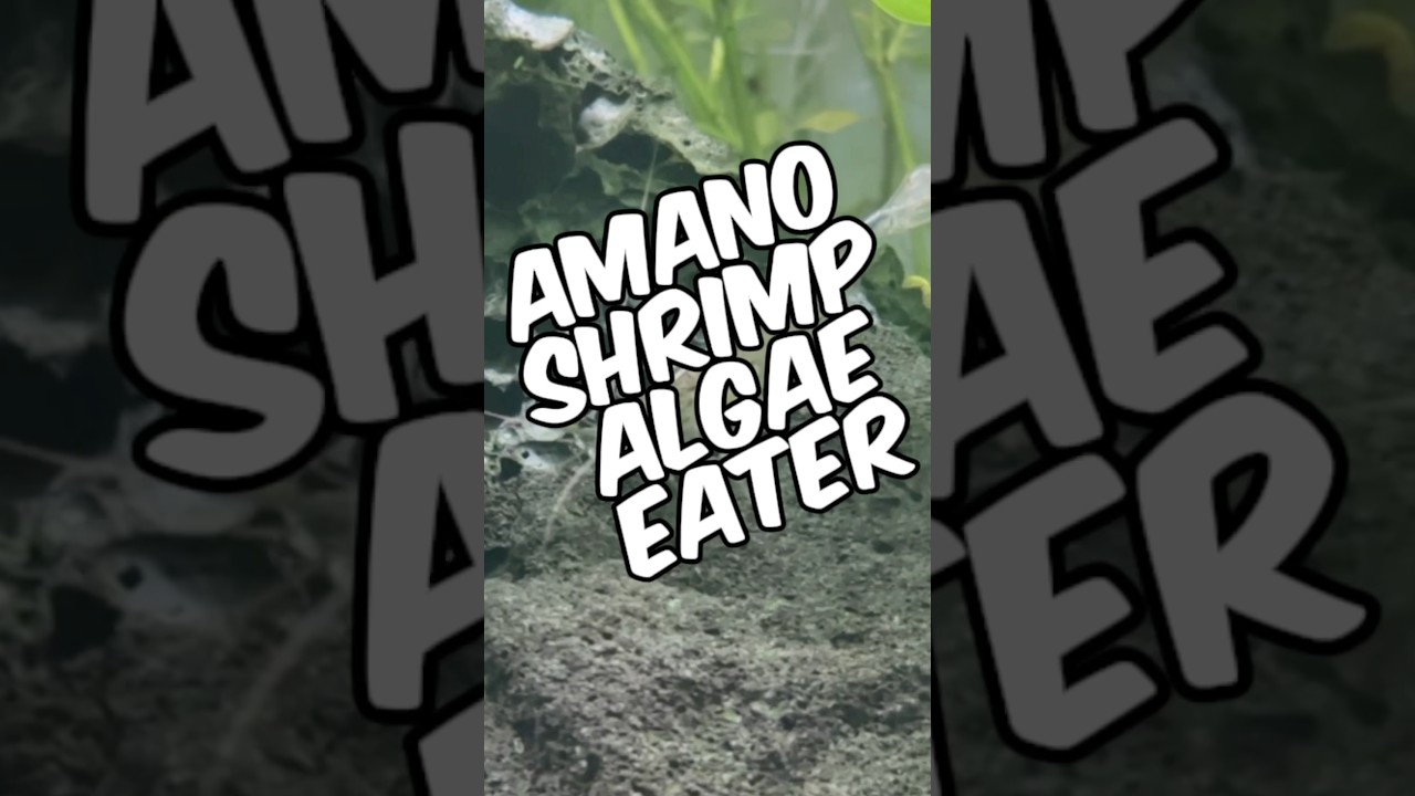 Мой опыт использования креветок Амано в качестве водорослеедов в моих аквариумах с растениями!