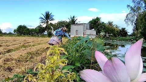 Bẫy Chuột Theo Đường Mòn Cập Ao Sen Và Cái Kết #vợchồngmiềntâytv