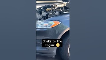 How The Snake Get In The Car Engine 😳 #shortvideo #short #funny #comedy #animals