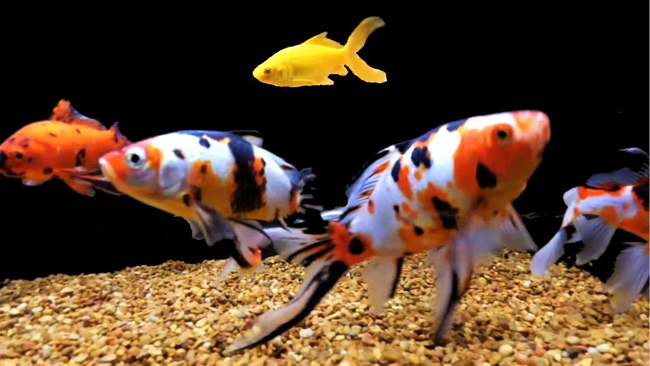 yellow comet goldfish