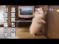 いきなりド田舎で生活することになり色々な試練をのりこえる猫！