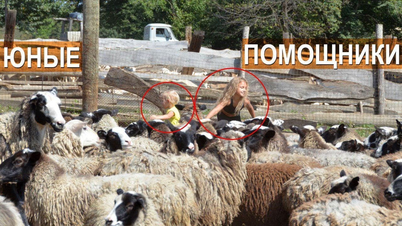 Дзен видео молодая ферма