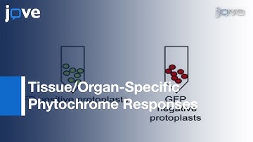 FACS-Assisted Cell-type Specific Expression Profiling-Arabidopsis thaliana l Protocol Preview