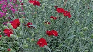 sel® Cherryfly DCM 19-9038 | Carnation Cuttings | Spray | Selecta