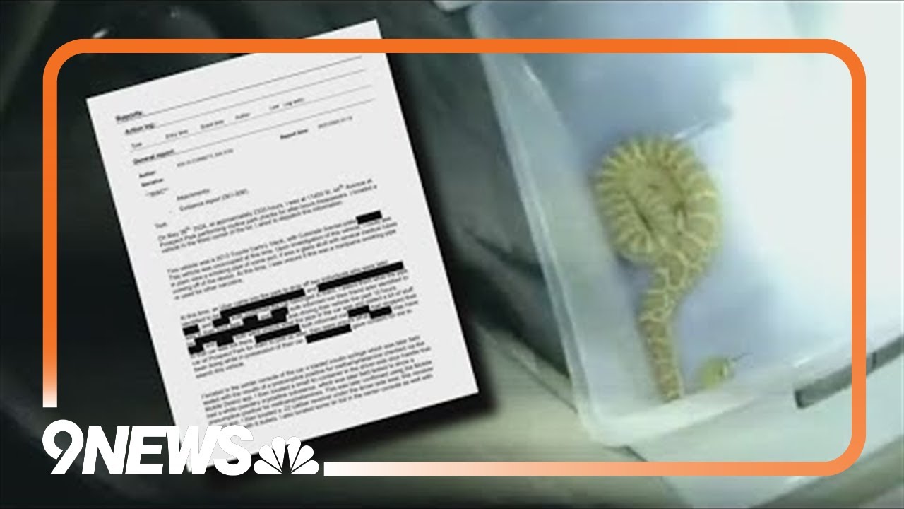 Colorado officer shocked to find a rattlesnake during car search
