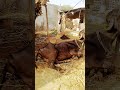 Milk Fever Baffalo || Critical Stage || #viralshort #cow #baffalo #viralvideo #animals #shortsvideo