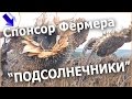 Затраты и доход с 1 га. ПОДСОЛНУХА! Выгодно сеять Подсолнечник!? #фермерство