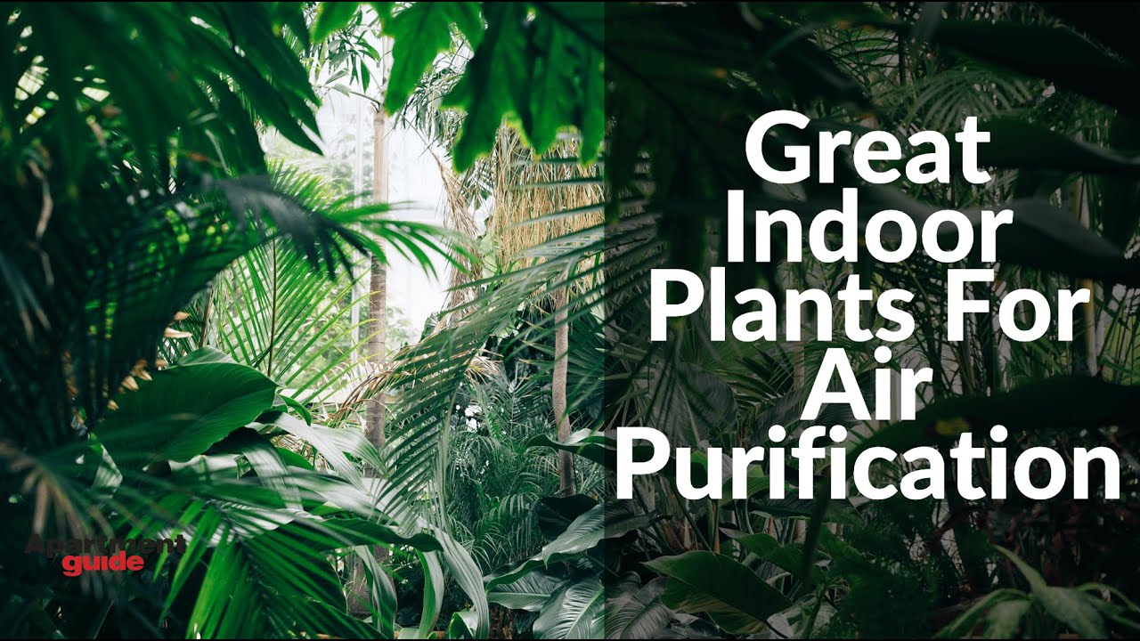 4 Great Indoor Plants For Air Purification YouTube