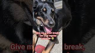 #katgrappig #gsds #germanshepherd #puppy