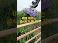 [드림트리]이제 제초는 굴삭기가 합니다_제초기 DM 1200