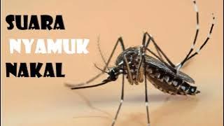 SUARA NYAMUK nakal buat sakit telinga
