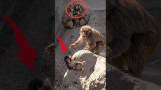 My Heart STOPPED! Newborn Monkey Tumbles Down Cliff #punch #monkey #punchmonkey #shorts
