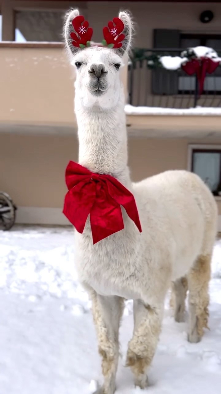#JasonDeruloTV // ?? Cute Alpaca #GotPermissionToPost From IG @babyalpaca_official #HandsOnMe