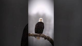 Would You Wait Hours In The Snow To See This?