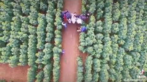 vòng quanh xứ nghệ... đường vô xứ nghệ quanh quanh non xanh nước biếc như tranh họa đồ...