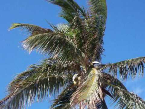 Coconut Palms Central Florida Coast You Coconut Palms Central Florida Coast